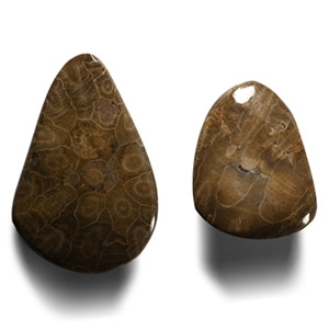 Polished Fossil Coral Head Group