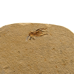 Fossil Grasshopper in Matrix