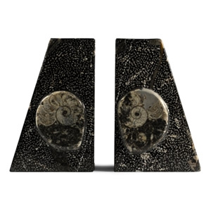 Polished Fossil Goniatite Bookends