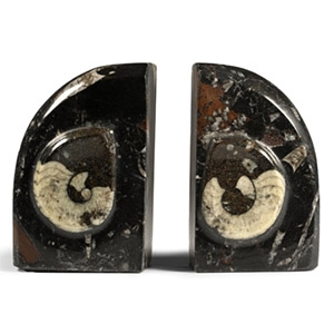 Polished Fossil Goniatite Bookends
