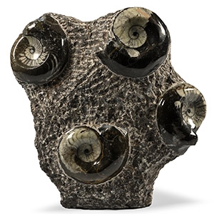 Polished Fossil Goniatite Stand