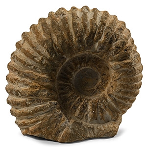 Agadir Fossil Ammonite