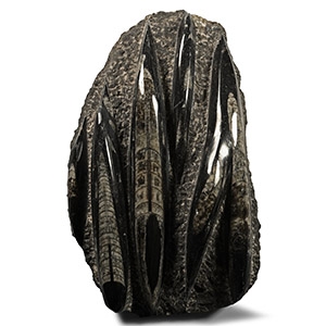 Polished Fossil Orthoceras Plate
