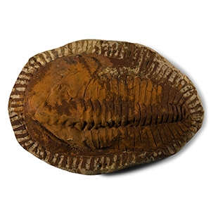 Cambropallas Fossil Trilobite