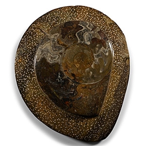 Polished Fossil Goniatite Plate