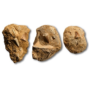 Mixed Fossil Teeth and Fish Bones on Rock