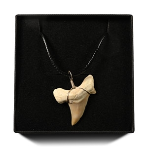 Otodus Fossil Shark Tooth Necklace