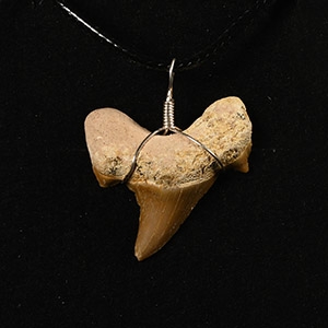 Otodus Fossil Shark Tooth Necklace