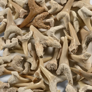 Fossil Sand Shark Teeth