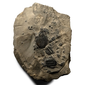 Elrathia Kingii Fossil Trilobites on Matrix