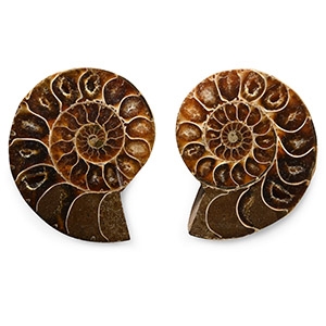 Cut and Polished Cleoniceras Fossil Ammonite