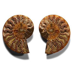 Cut and Polished Cleoniceras Fossil Ammonite Pair
