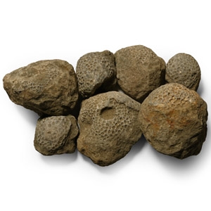 Fossil Coral Head Group