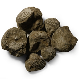 Fossil Coral Head Group