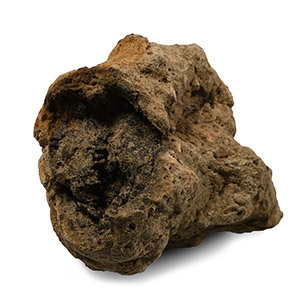 Fossil Tyrannosaurus Rex Dinosaur Coprolite