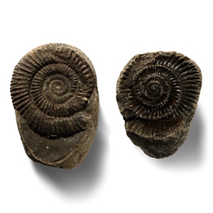 Large Whitby Dac Fossil Ammonite Nodule