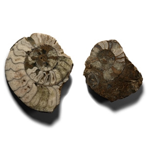 Cut and Polished Aegasteroceras Fossil Ammonites