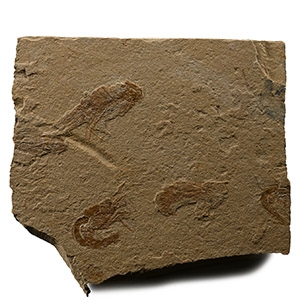 Fossil Shrimps in Matrix