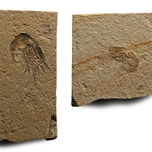 Fossil Shrimp Plate Pair