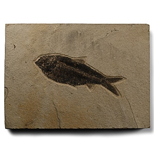 Diplomystus Fossil Fish in Matrix