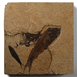 Fossil Fish in Matrix