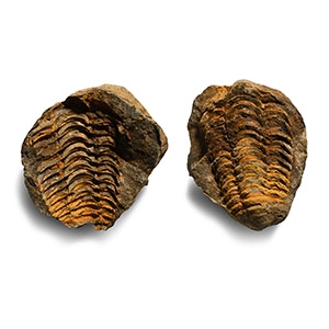 Flexicalymene Fossil Trilobite in Nodule