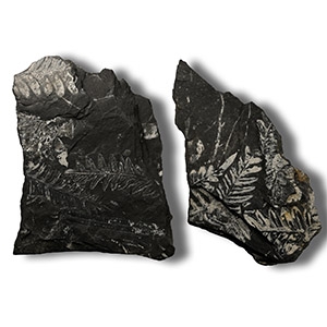 Fossil Fern in Matrix