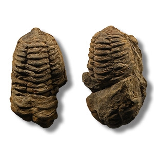 Flexicalymene Fossil Trilobite Group