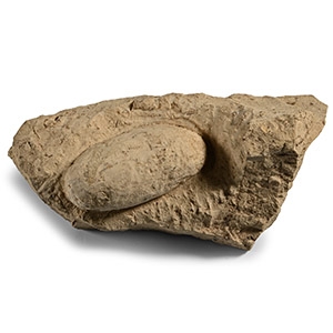 Fossil Crocodile Egg