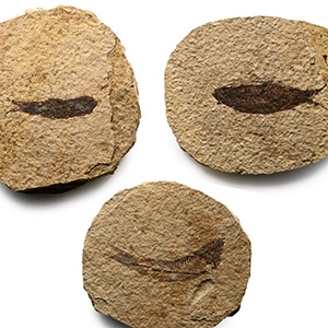 Fossil Green River Fish