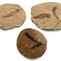 Green River Fish Fossils