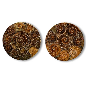 Cut and Polished Fossil Ammonite Coaster Pair