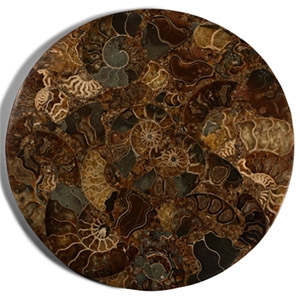 Large Cut and Polished Fossil Ammonite Plate