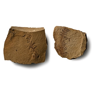 Dawn Redwood Plant Fossil