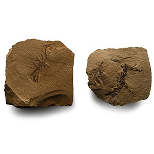 Dawn Redwood Plant Fossil