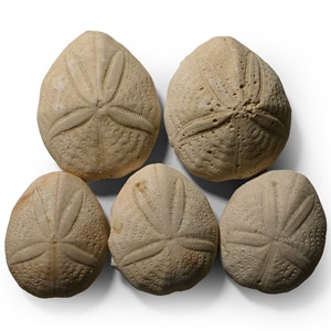 Eupatagus Fossil Sea Urchin Group