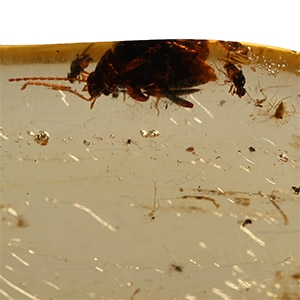 Insects in Polished Copal Amber