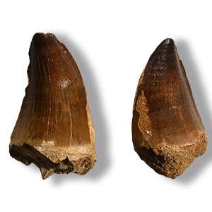 Mosasaur Marine Dinosaur Fossil Teeth