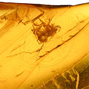 Insects in Polished Amber
