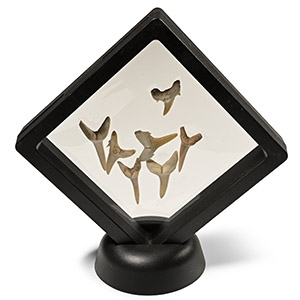 Fossil Sand Shark Teeth Display