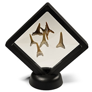 Fossil Sand Shark Teeth Display