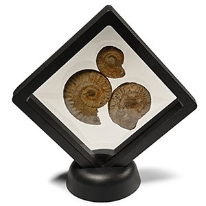 British Fossil Ammonite Display