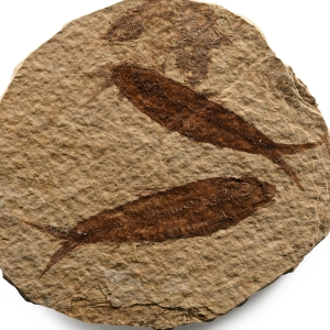 Knightia Fossil Fish