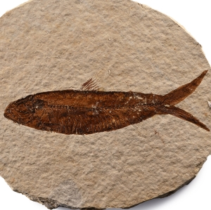 Knightia Fossil Fish