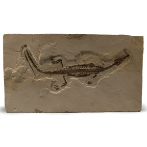 Mesosaurus Fossil Reptile Skeleton
