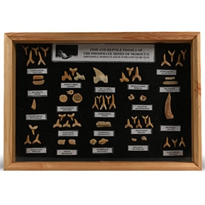 Boxed Shark Tooth Display