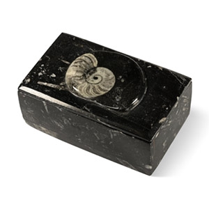 Polished Fossil Goniatite Lidded Box