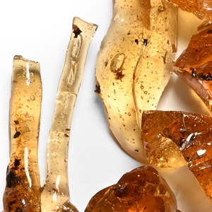 Copal Amber Group with Insect Inclusions