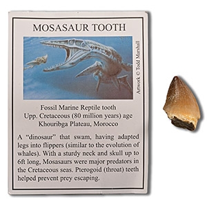 Mosasaur Marine Dinosaur Fossil Tooth