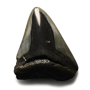 Fossil Megalodon Giant Sharks Tooth